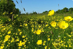 Buttercups at Westall Park Burial Ground